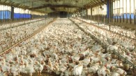 Mattilsynet har kontrollert en rekke av kyllingproduksjonene i landet og har ut fra det kommet med alvorlige innvendinger mot dyrevelferden ved mange av anleggene. – Dette svekker tilliten til norsk kyllingproduksjon, sier Reidar Andestad i Oikos...