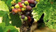 Det finnes fra før ni Fairtrade-merkede viner på det norske Vinmonopolet. Nå kommer nummer ti; En smakfull rødvin fra den argentinske pampasen, med navnet «La Bodega del sol»! I tillegg til at denne vinen er kraftig...