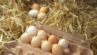 Også i England bannlyses nå egg fra burhøns på grunn av dårlig dyrevelferd. Som kjent har Rema 1000 i Norge gått foran med tilsvarende forbud og skal kun selge egg fra frittgående høner og egg fra...