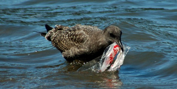 Strandryddedagen 2012 er her, og ryddere fra Lindesnes til Hammerfest tar opp kampen mot marin forsøpling! Hvor mange aksjoner har ditt fylke? Les mer på ryddenstrand.no. Og møt opp til hyggelig åpning på Bygdøy sjøbad 4....